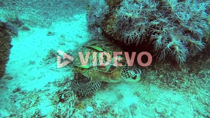 a green sea turtle resting in the coral reefs