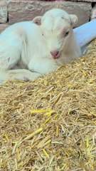 Pets life #pets #goatbaby #baby #whitebeauty #quebani