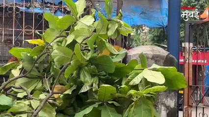 विक्रोळीत तिघांवर कोसळलं झाड, एकाचा मृत्यू