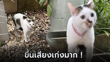 แมวสายโหด ! เมื่อแม่เรียกเข้าบ้าน ทำหน้าจริงจังขู่ใส่ยับ