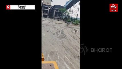 भिलाई में घूम रहा है लकड़बग्घा,राहगीरों ने वीडियो किया वायरल,वन विभाग चला रहा रेस्क्यू ऑपरेशन