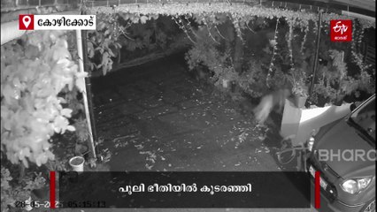 കൂടരഞ്ഞിയിൽ വീണ്ടും പുലി ഭീതി; ദൃശ്യങ്ങള്‍ പുറത്ത്, പ്രദേശവാസികള്‍ ആശങ്കയില്‍