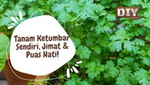 Tanam Ketumbar Sendiri, Jimat & Puas Hati!