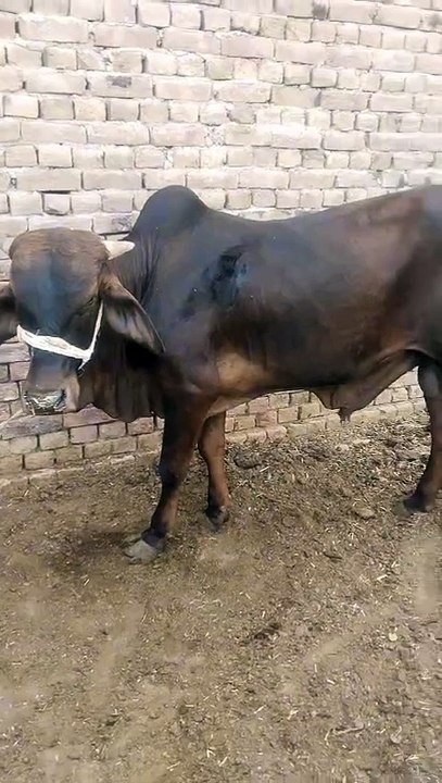 amazing animal 12