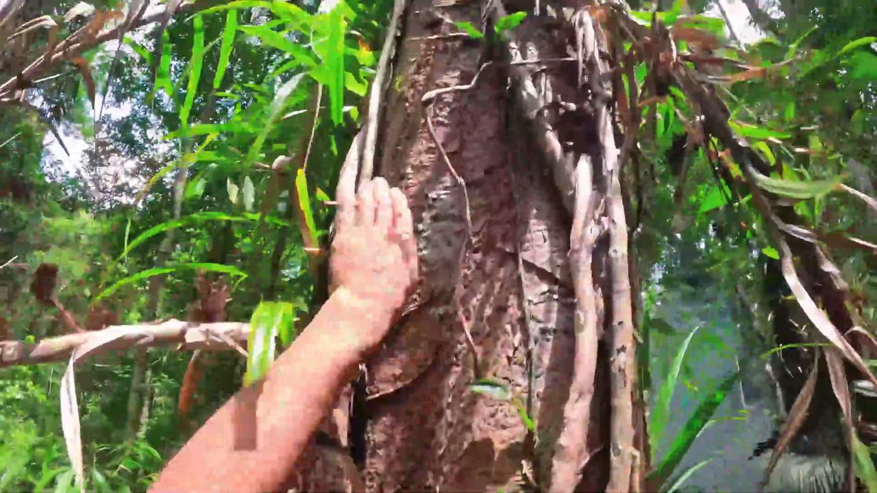 Climbing Trees for Honey – A Tense Showdown with Wild Bees!