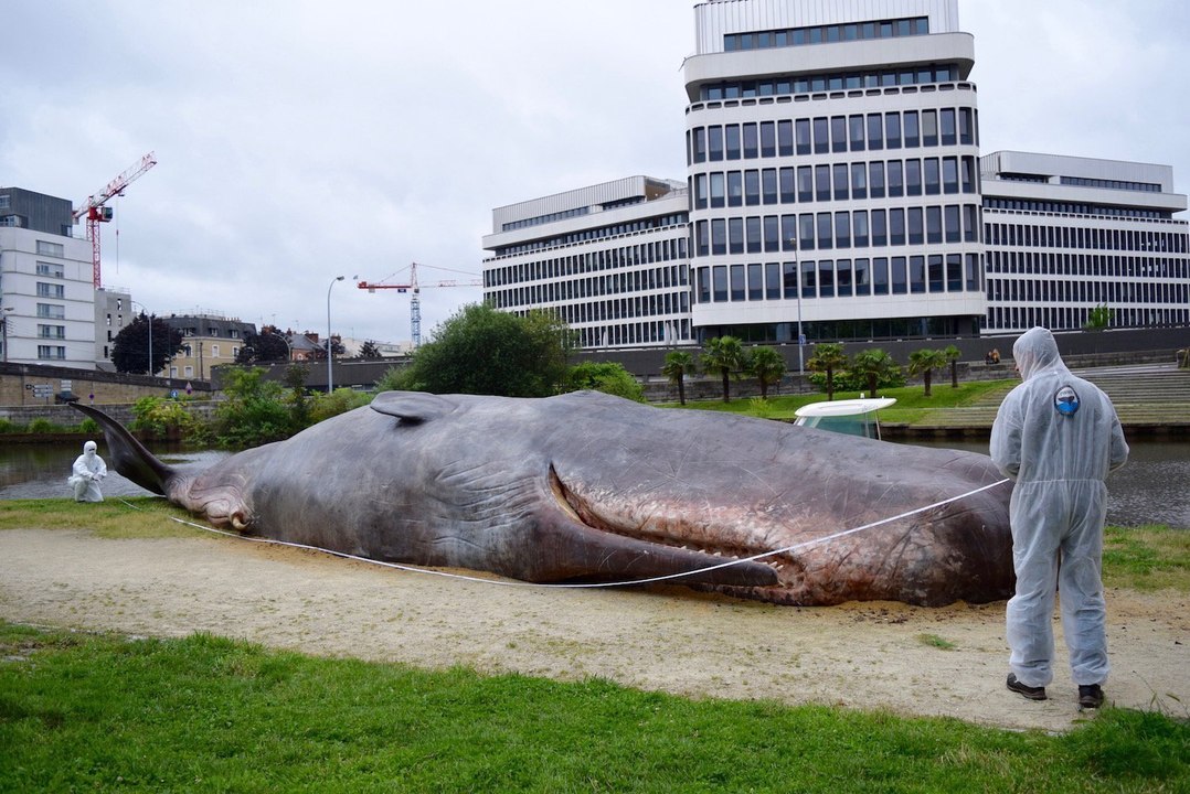 Des baleines EXPLOSENT...