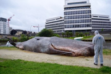 3 Histoires Vraies de Baleines Qui Explosent 🌊