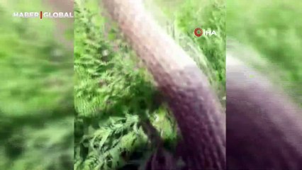 Eliyle tuttuğu yılanla sohbet etti, su içirdi: "Bir arkadaşımla karşılaştım"