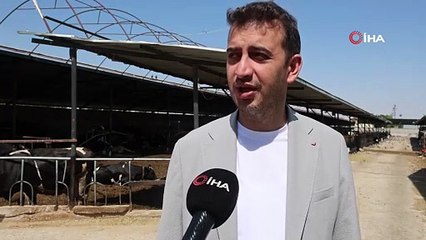 Kurban Bayramı öncesinde uzman isimler doğru kurbanlık seçiminin püf noktasını açıkladı