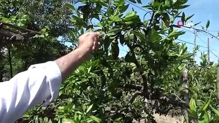 Çiftçilerin düşmanı! Kabus geri döndü