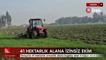 Mersin’de 41 hektarlık ormanlık alana buğday eken 4 kişiye dava açıldı