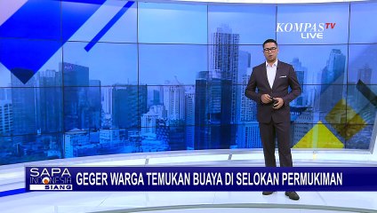 Warga Pangkalpinang Temukan Buaya Sepanjang 1,5 Meter di Selokan Permukiman