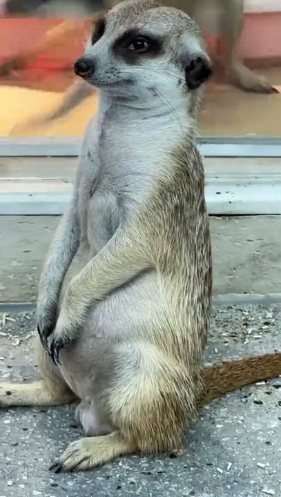 Standing Guard, then Suddenly Snoozing