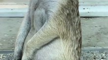 Standing Guard, then Suddenly Snoozing