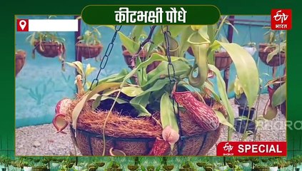 ये है दुनिया का सबसे बुद्धिमान पौधा, करता है शिकार और चूसता है खून