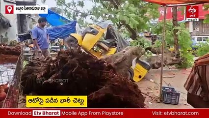 ఆటోపై పడిన భారీ వృక్షం - తప్పిన పెను ప్రమాదం