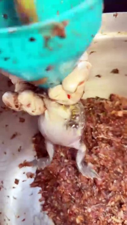Stuffed frog meal hahaha