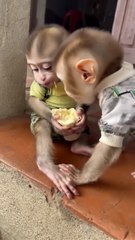 Grandma's SURPRISED Reaction to Baby Monkey's Pineapple Adventure!