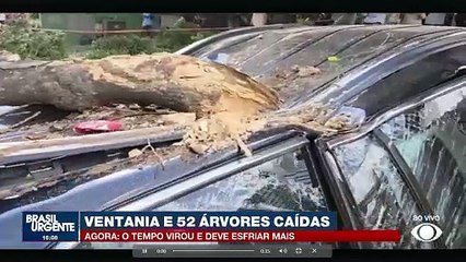 Ventania causa queda de 52 árvores em São Paulo