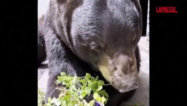 L'orso Birch mangia viole del pensiero per variare la sua dieta