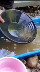 Gold Prospecting & Minning