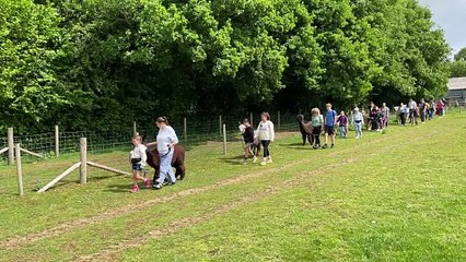 Walking the alpacas through a field (Will Goddard, Crediton Courier)