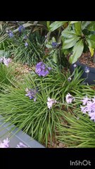 Pyrénées banyuls sur mer
