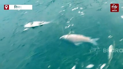 शिवपुरी के तालाब में हजारों मछलियों की रहस्यमई मौत, लगातार घूम रही है शक की सुई