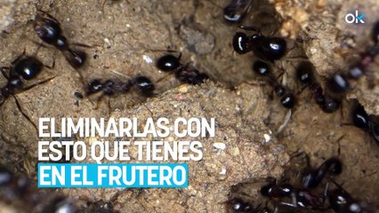 Adiós a las hormigas para siempre: el truco para eliminarlas con esto que tienes en el frutero