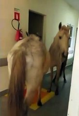 Cavalos invadem hospital no RJ e causam espanto