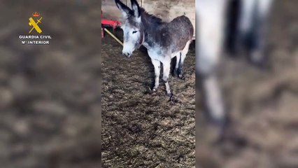 Burros: Nature's Hardy Donkeys 🐾