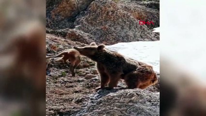 Doğanın acımasız yüzü: Bozayı, annesinin yanında koşturan yavru dağ keçisini yedi