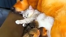 Dogs Loving Cats ❤️ – A Beautiful Bond | Câinii iubesc pisicile – O legătură adorabilă