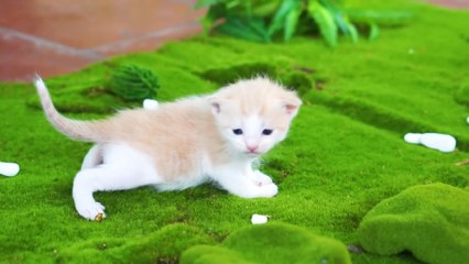 Kittens playing on the grass with animals