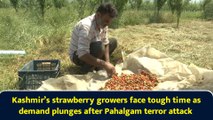 Kashmir’s strawberry growers face tough time as demand plunges after Pahalgam terror attack