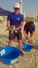 Turtles released in Abu Dhabi
