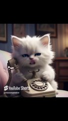 🇺🇸  What Happens When a Kitten Answers the Phone_