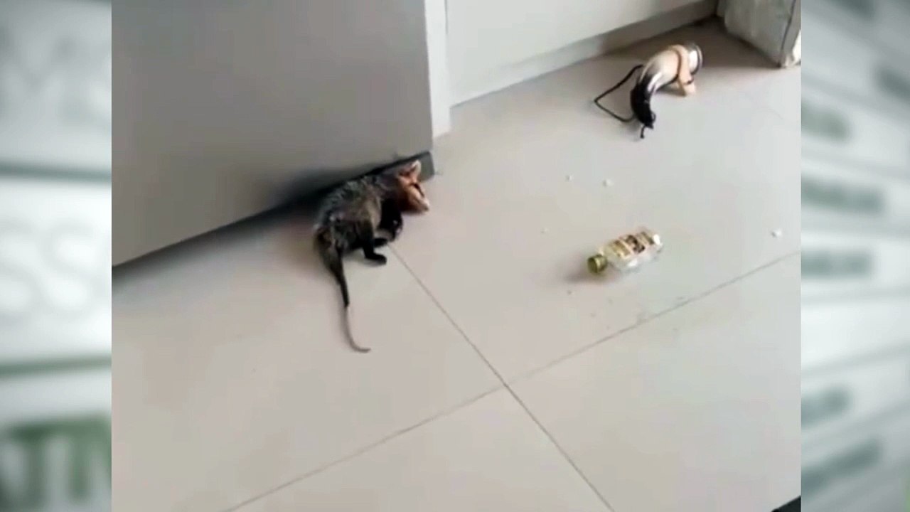 GAMABA ENCONTRADO EMBREAGADO