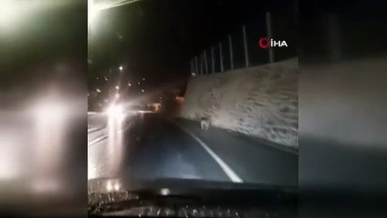 Gümüşhane’de şehir merkezine inen ayı görüntülendi