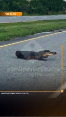 Insólito: Captan a un caimán sin cola caminando por una carretera en Luisiana