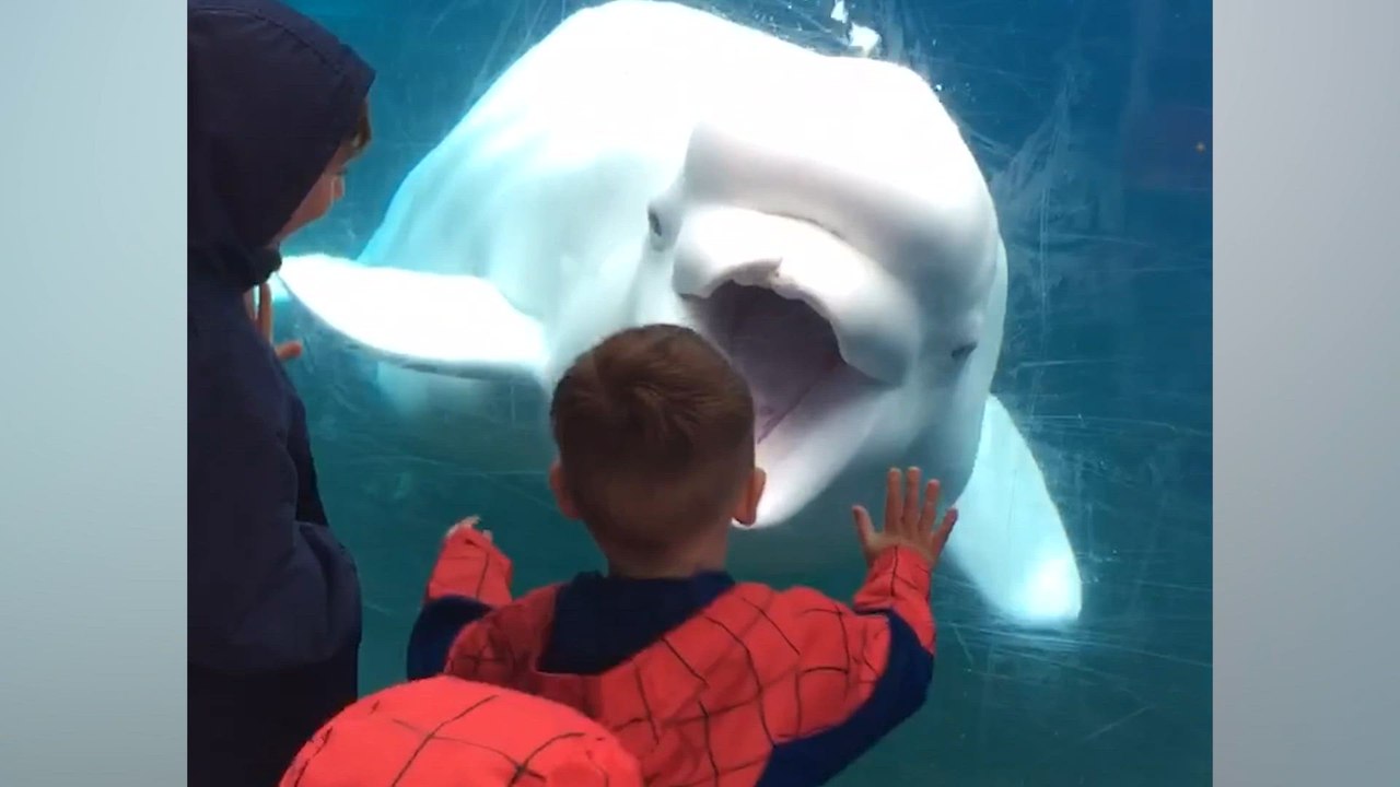 Ultimate Aquarium Showdown