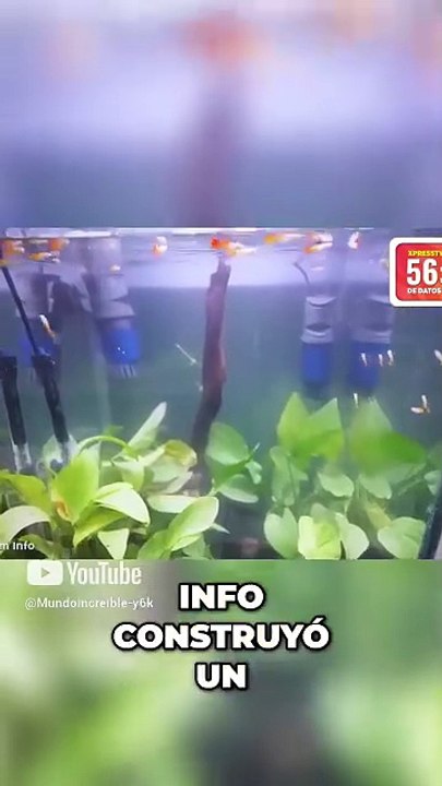 ¡Acuario en lavadora y sombrillas automáticas!#curiosidades