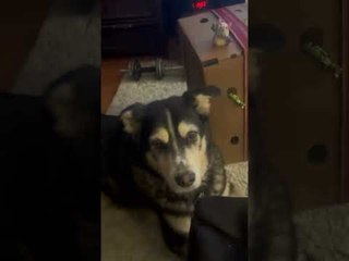 Cat Tries to Play with Dog