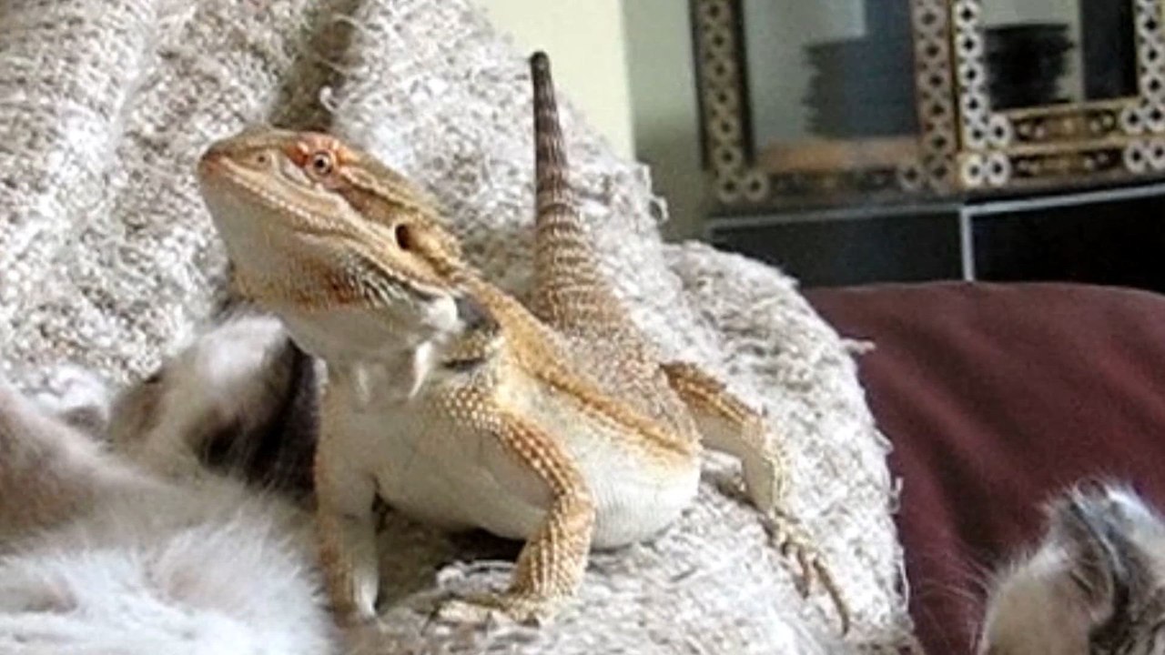 Reptile Roundup