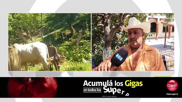 ¡Terror por el Chupavacas! Ganaderos de Copán están preocupados por devora reses