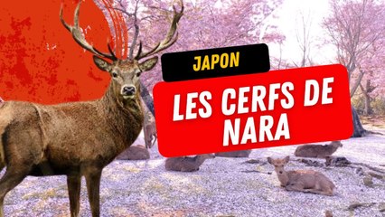 LES CERFS DE SIKA SACRÉS DE NARA 🇯🇵🦌 - Les Aventures de Skendo au Japon