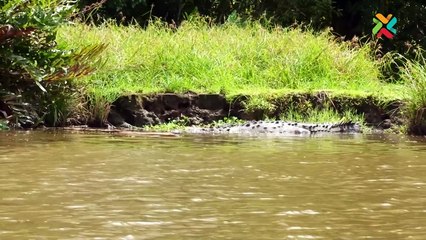 En el seno de Madre de Dios, la contaminación sale a flote y destruye un paraíso natura