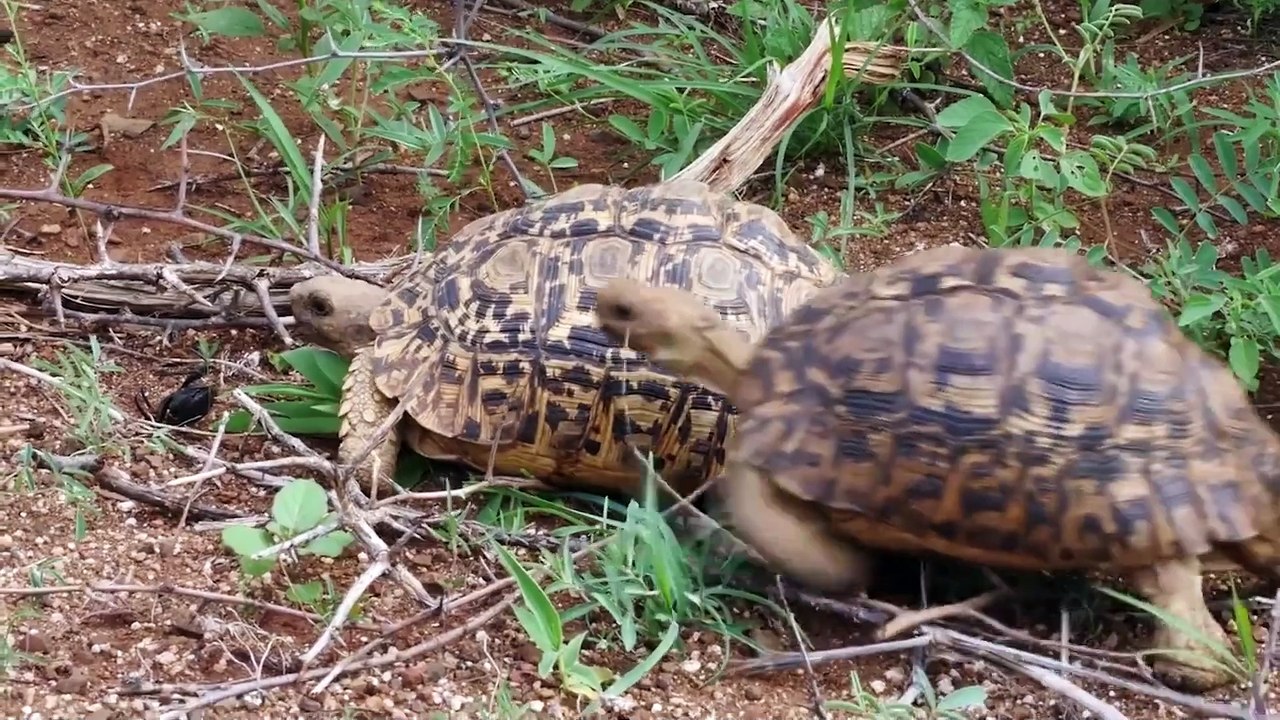 Les rencontres les plus ETRANGES de la savane  Afrique sauvage⎮Documentaire Animalier  AMP
