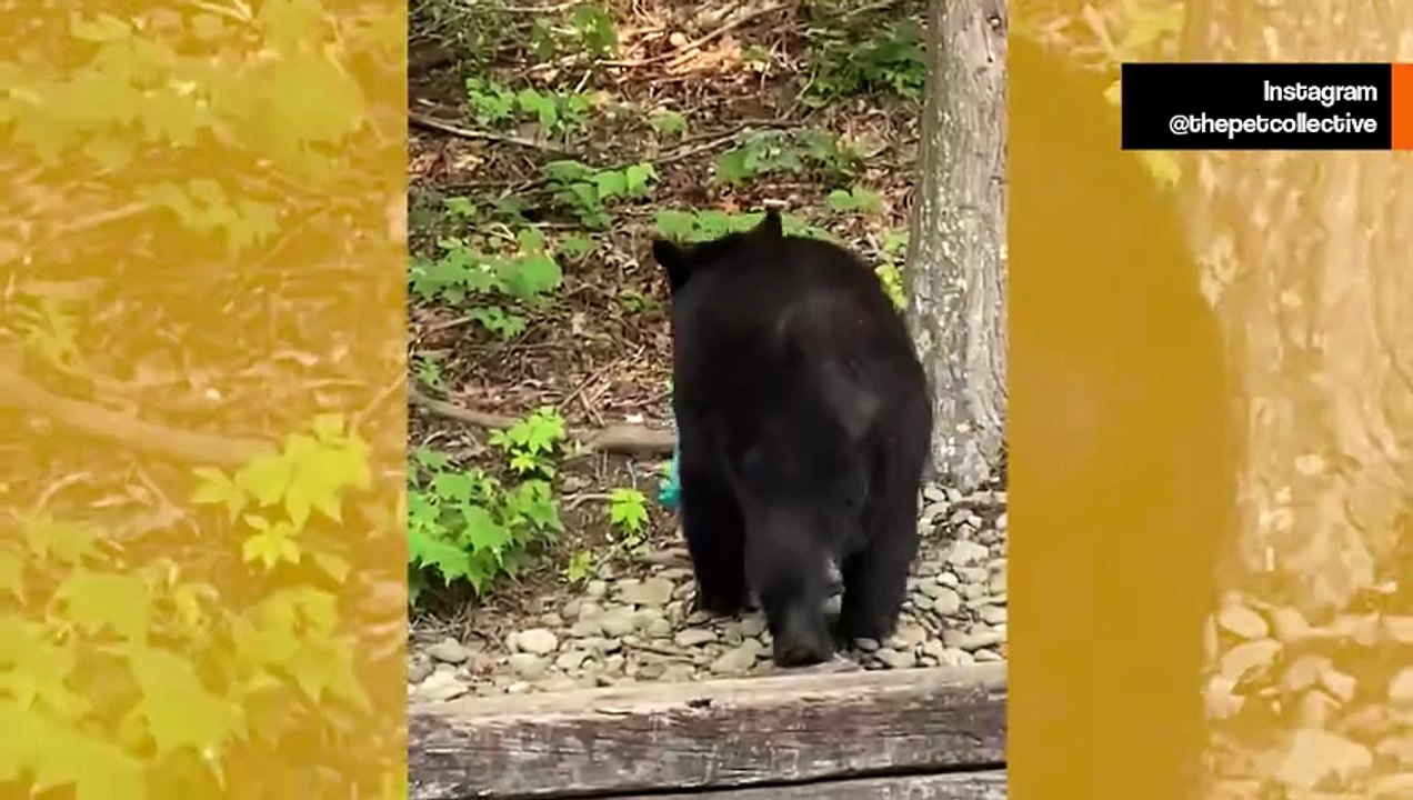 Vaikuttava video näyttää karhujen tuhoavan taloja ja varastavan ruokaa