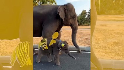 Video: tämä mehiläiseksi pukeutunut norsunpoikanen on päivän suloisin näky